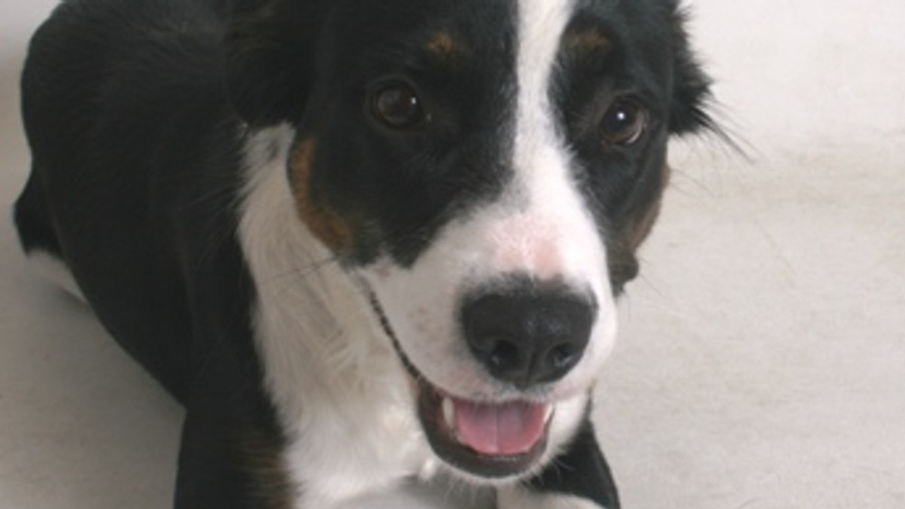 Dog ejected from vehicle in crash found herding sheep