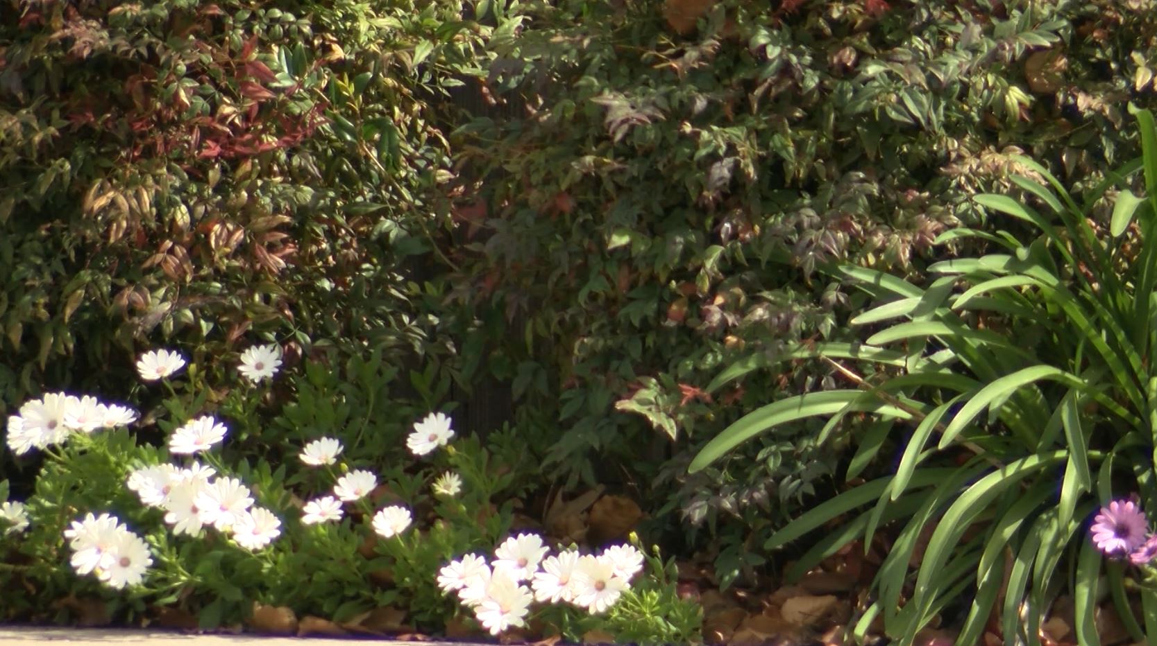 plants.JPG