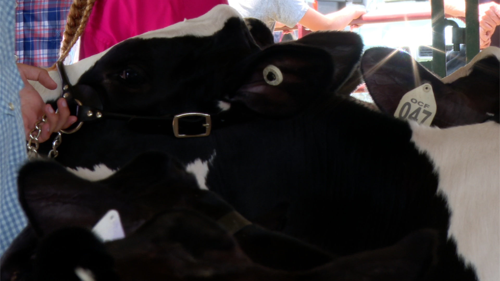 OTTAWA COUNTY CATTLE BATTLE .png