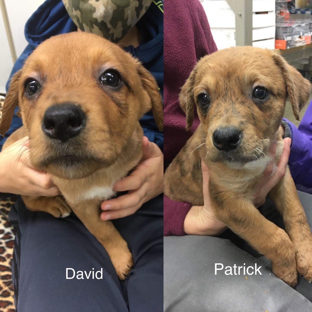 puppies.jpg
