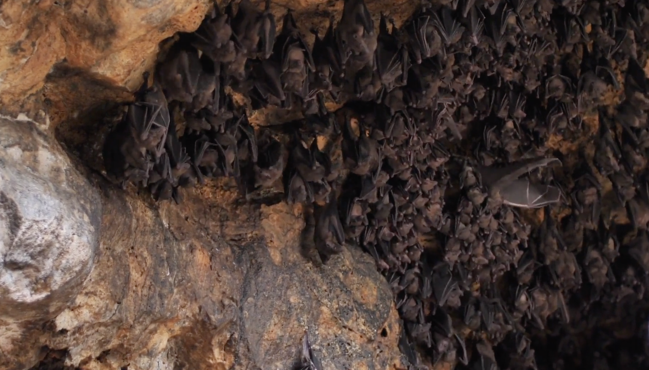 Researchers believe spillover viruses from bats can occur when the animal is stressed. Human encroachment on their habitat is a primary reason for that stress.