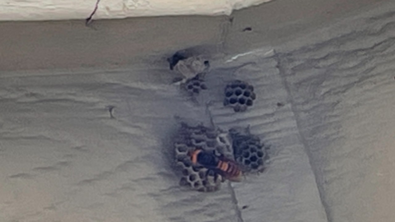 MurderHornet.jpg