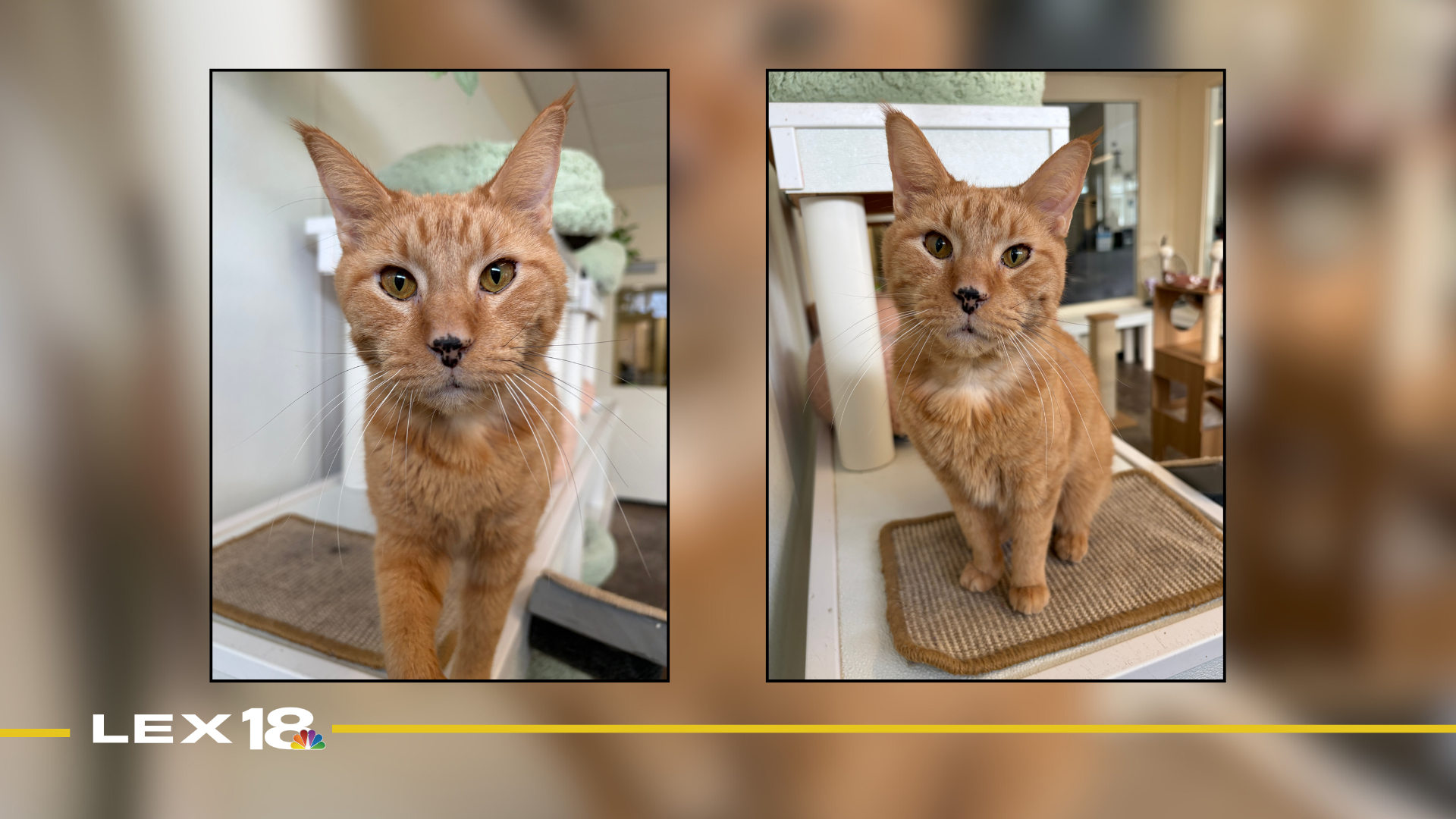 Featured Image Custom Edit (10).png