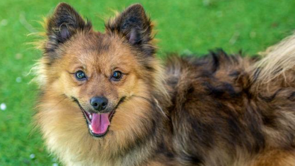 Spanky pet of the week