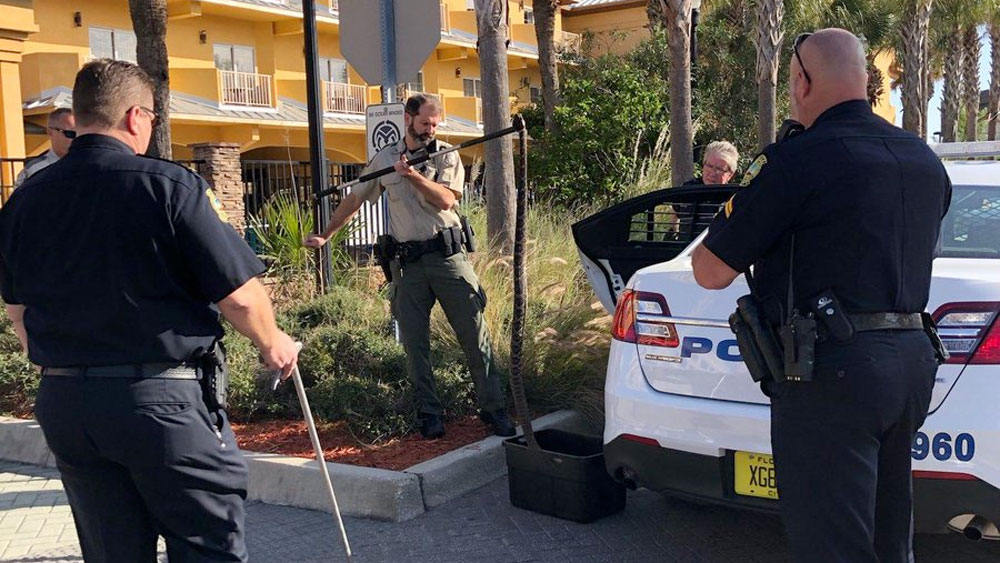 wptv-jacksonville-beach-rattlesnake-.jpg