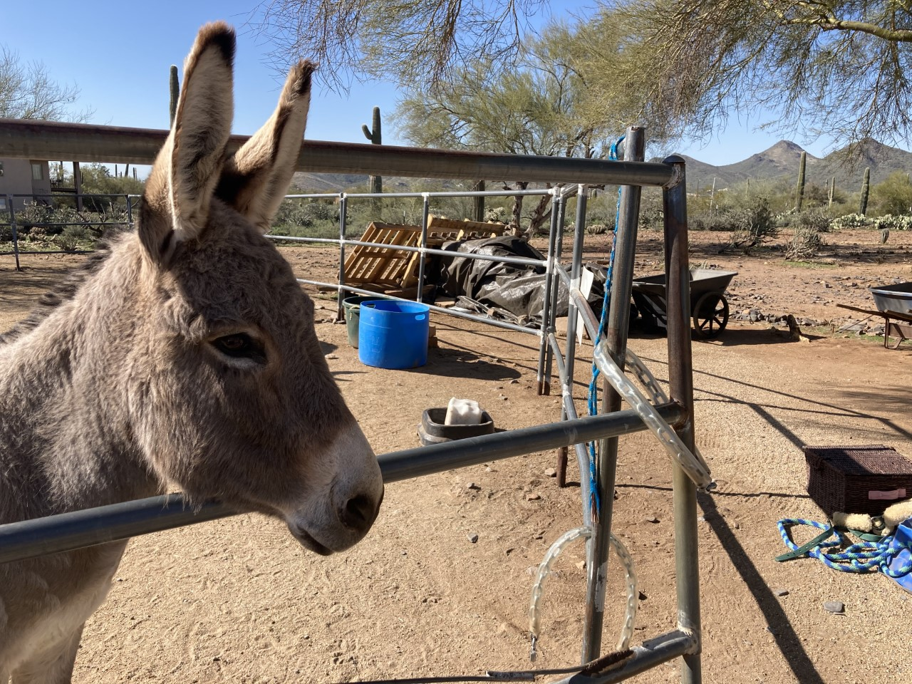 The Donkeys of the Heart