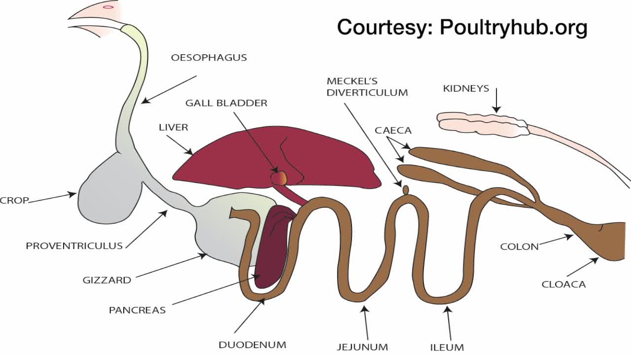 Science of Digestion, Science Sundays