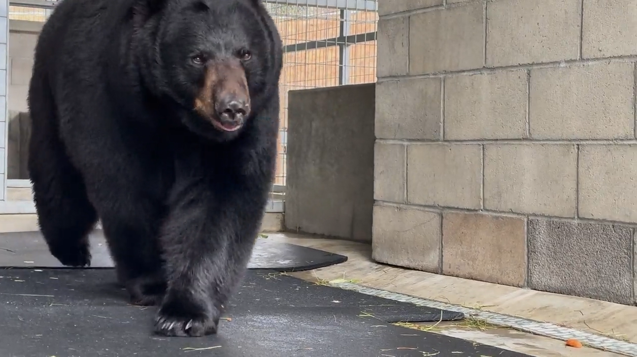 Bear Rescue 6/4/2026