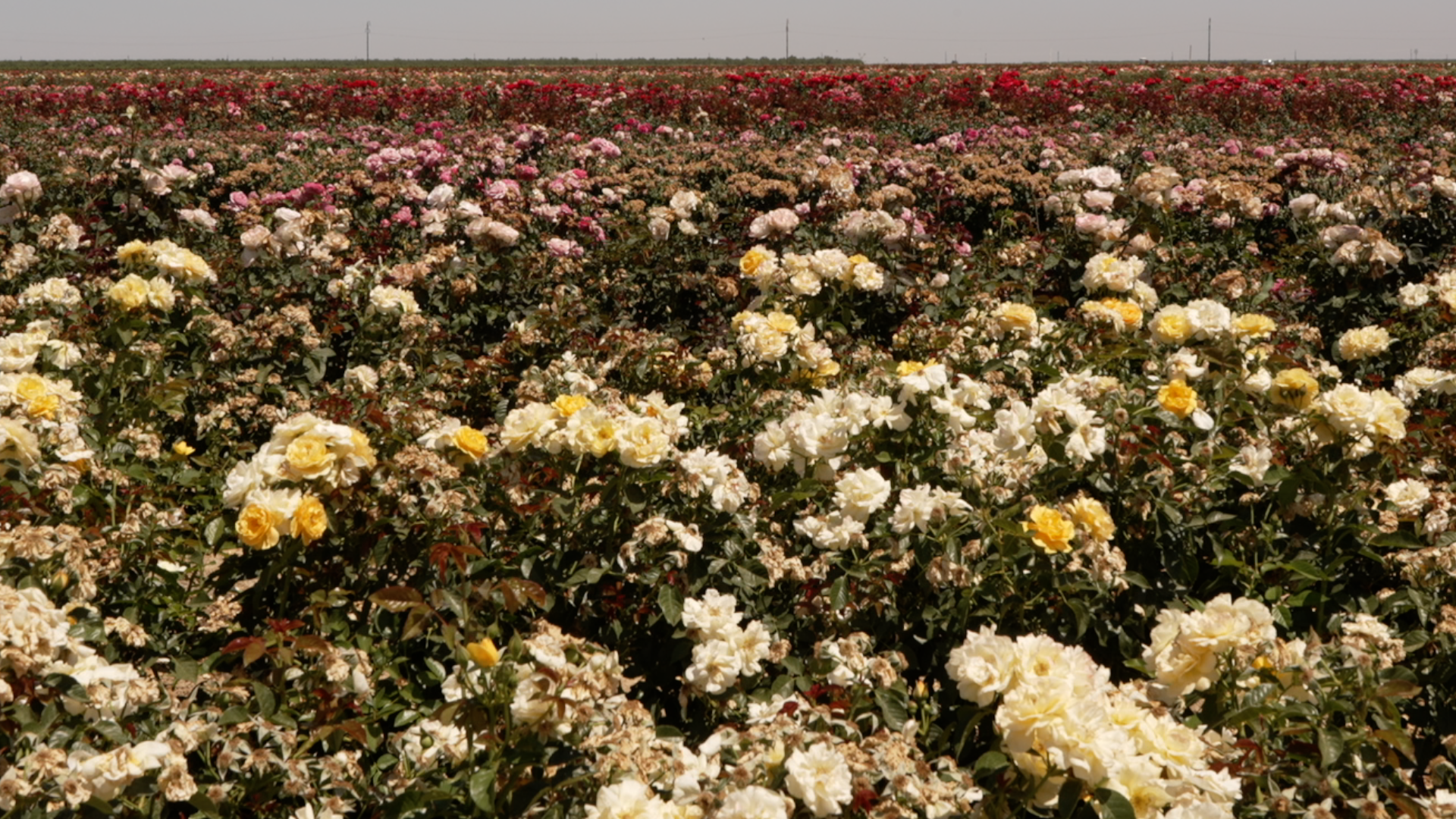 Wasco Rose Festival opens nominations for grand marshals as preparations continue