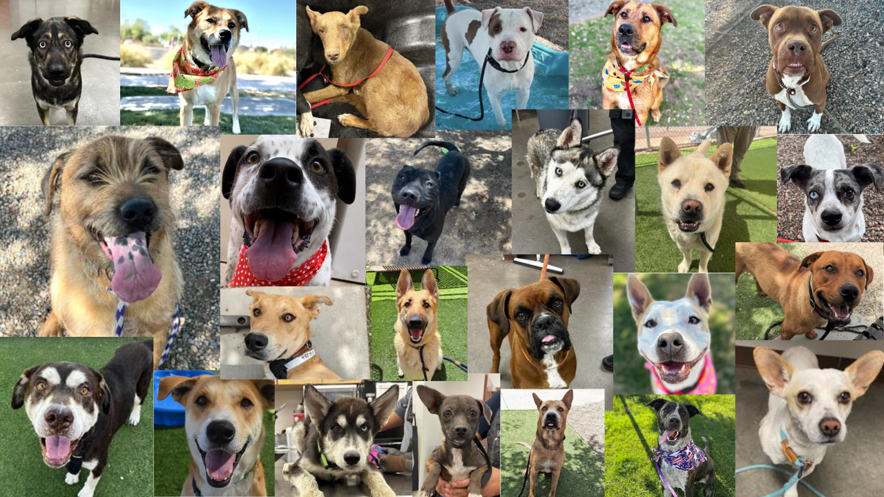 MCACC adoptable dogs
