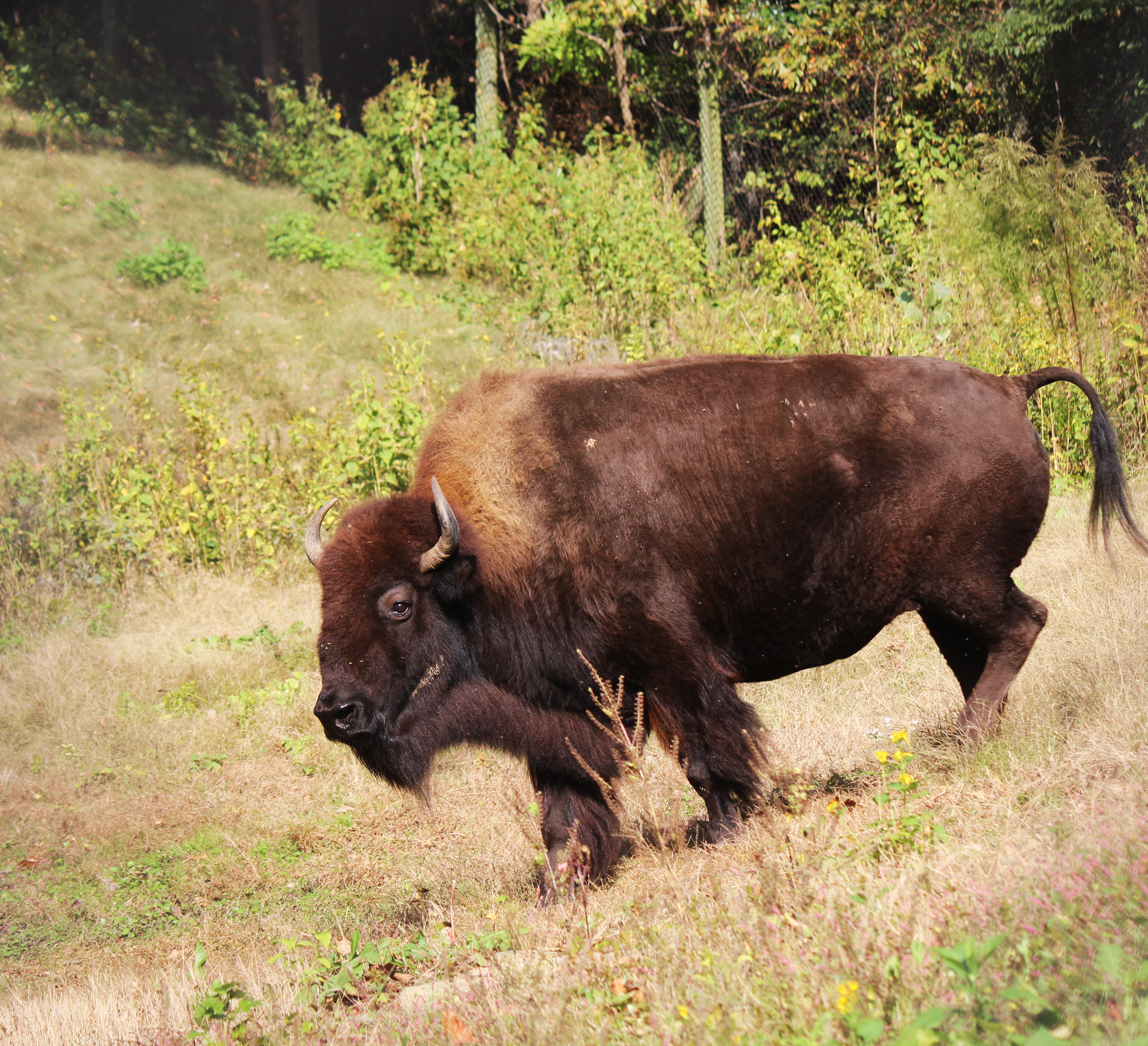 Maymont mourns the loss of beloved bison Snoopy