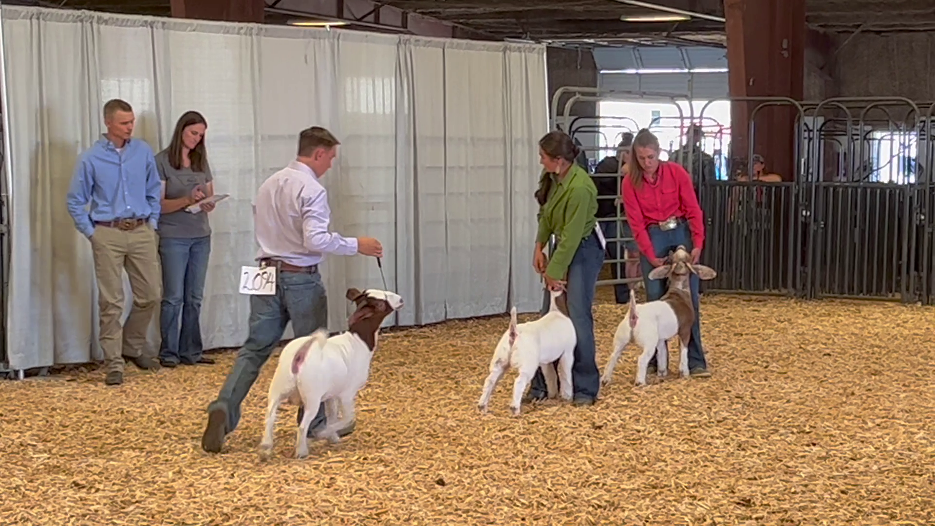 Livestock at the Montana State Fair