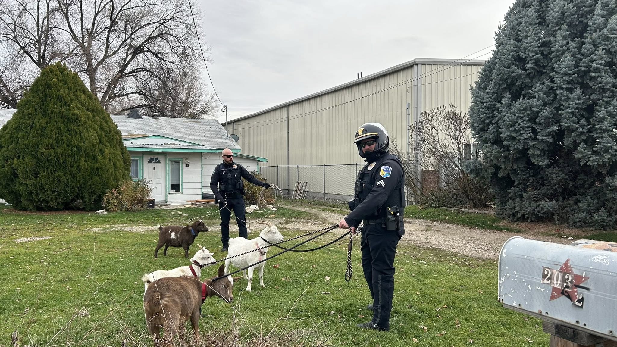 Garden City Police goats 2