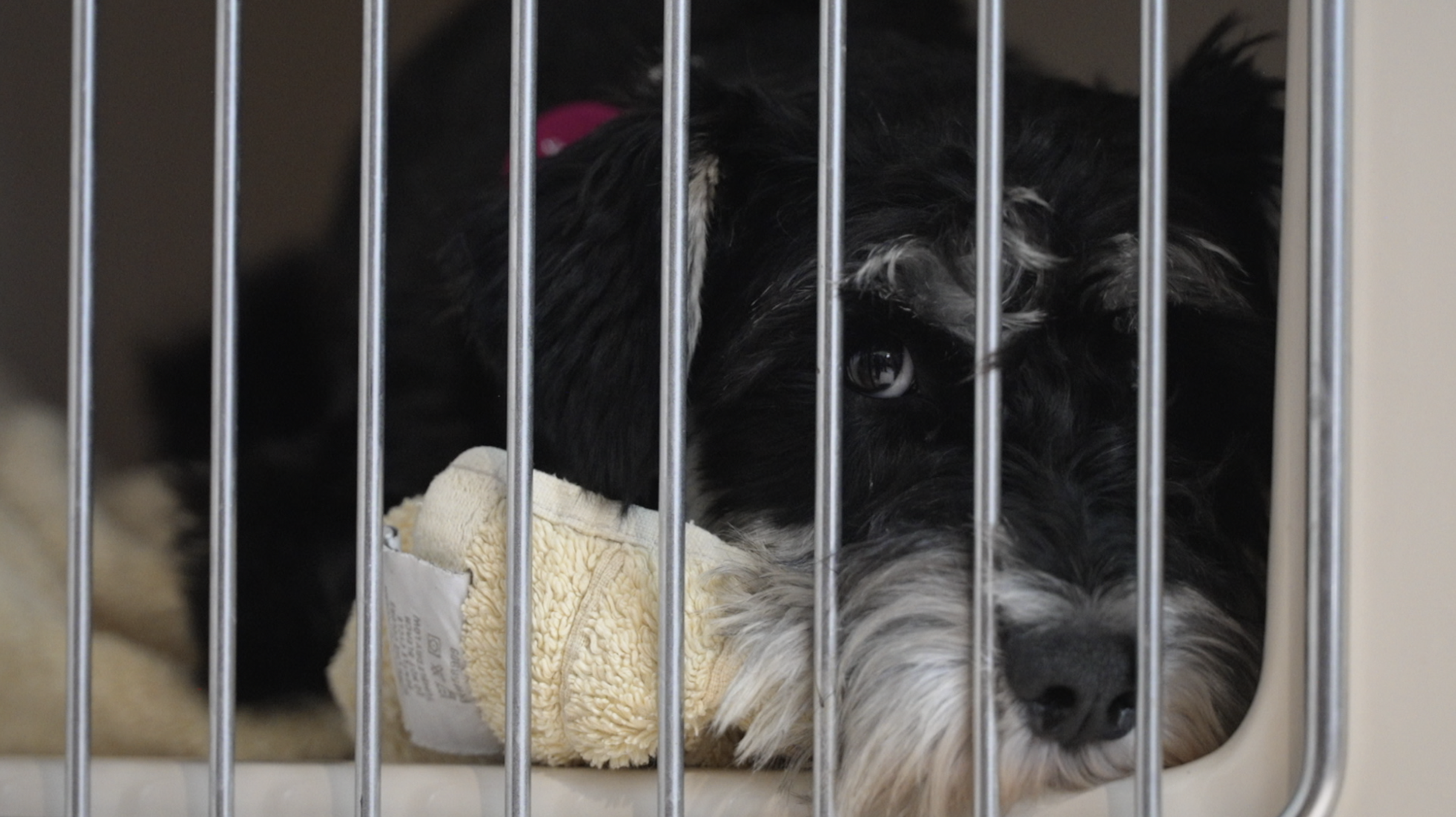 CORVALLIS ANIMAL NEGLECT ADOPTIONS