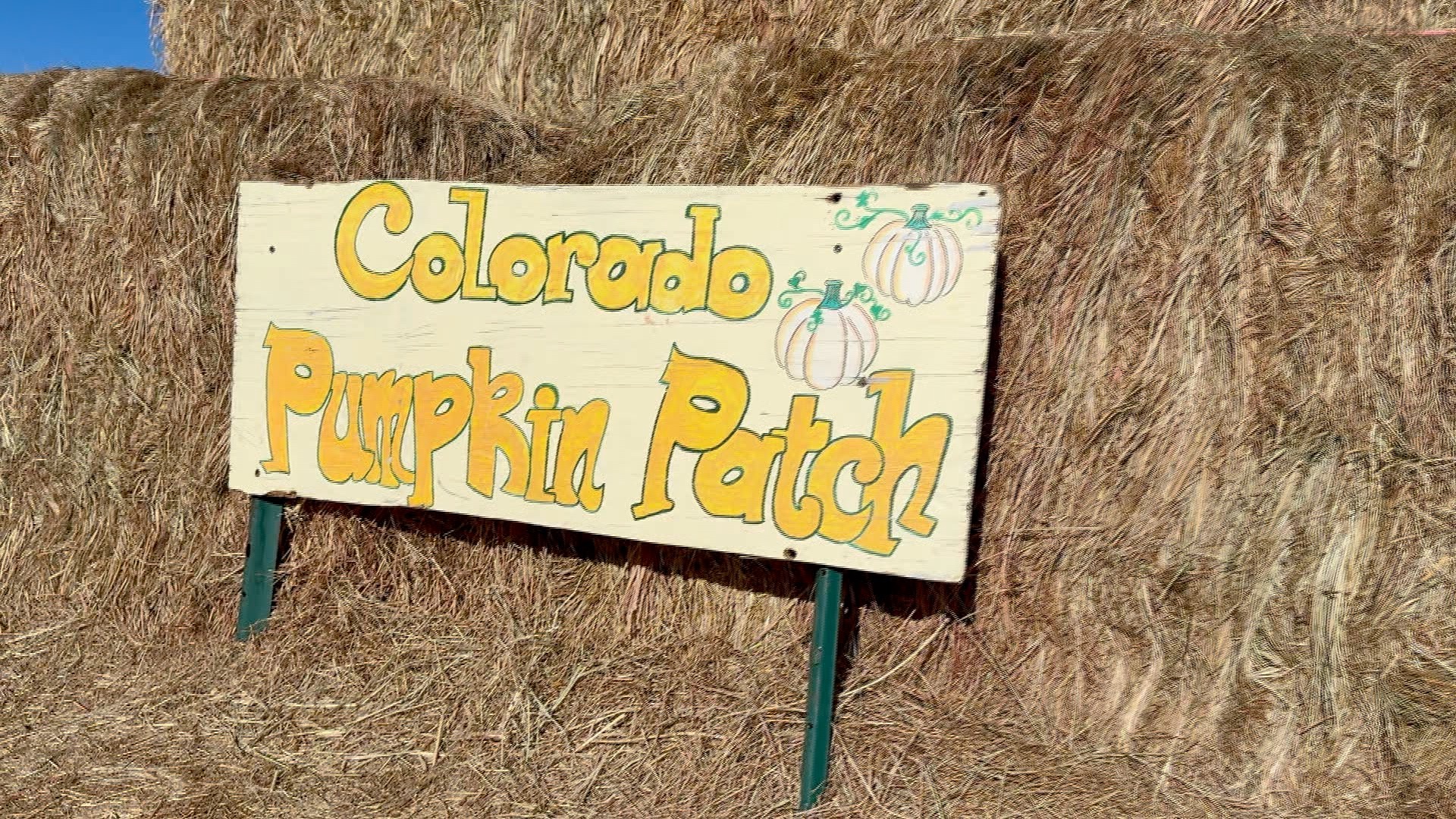 colorado pumpkin patch
