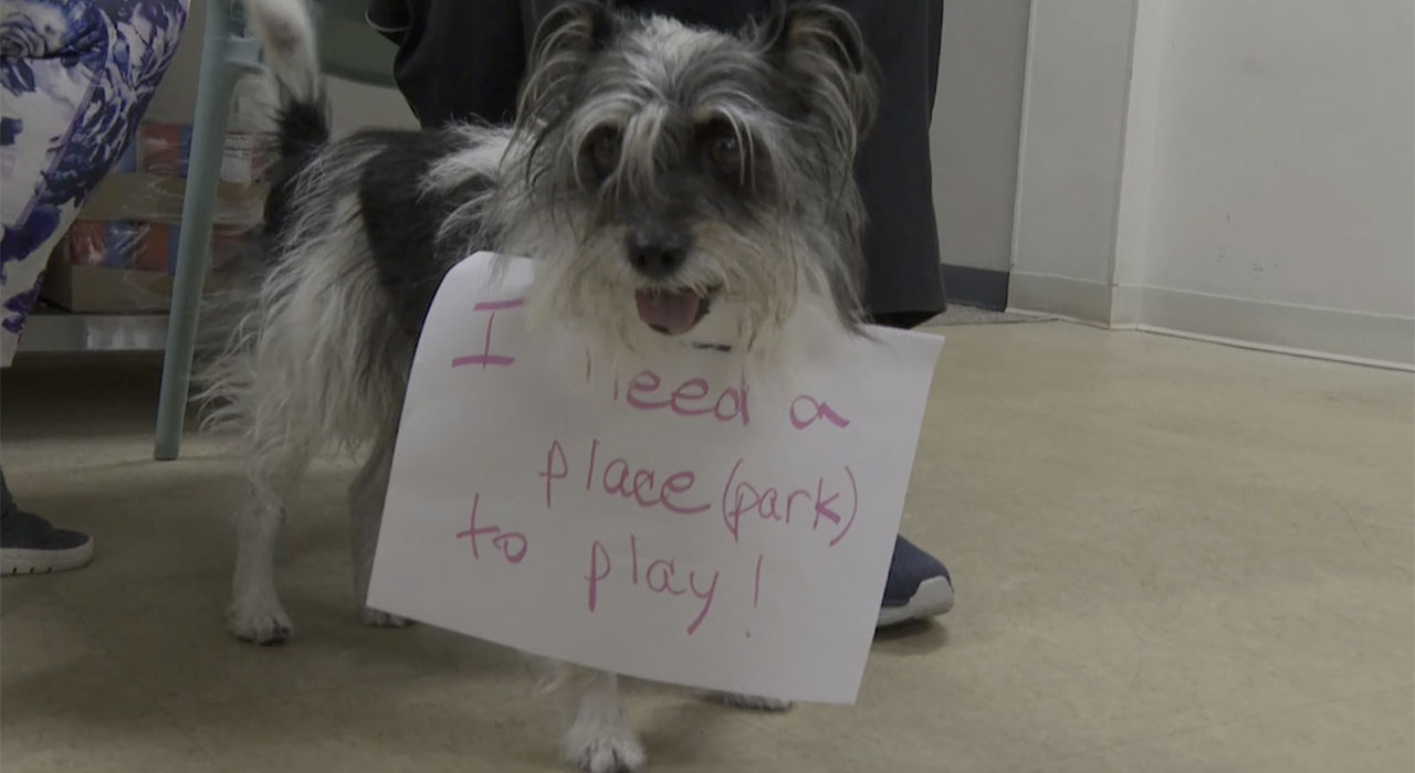 Dog Park Let's Hear It 