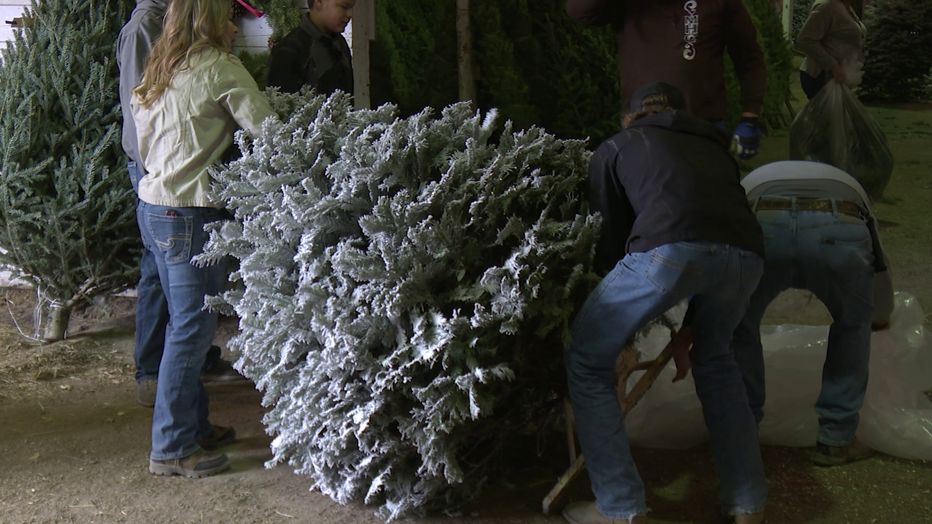 Uptown Optimist Club launches annual Christmas tree sale in Great Falls