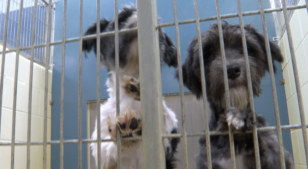 Screenshot 2025-09-29 at 4.58.05 PM.png