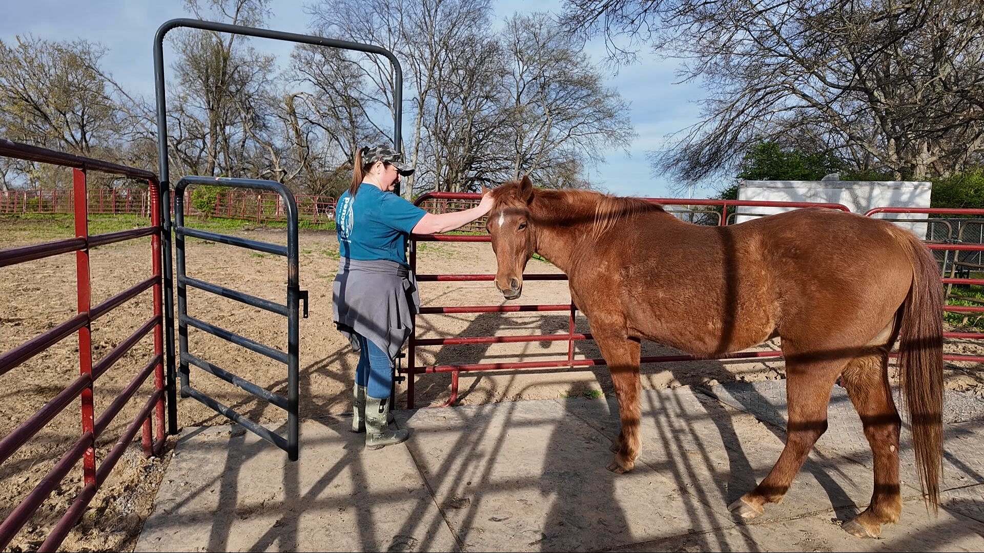 Volunteer Equine Advocates buys farm.jpeg