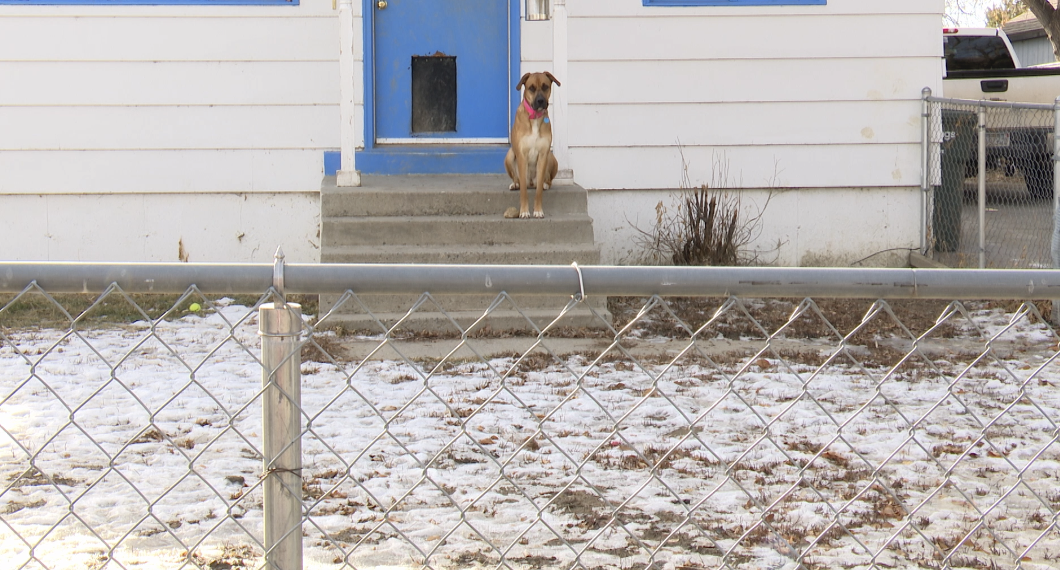 'I’m angry': Billings dog owner says mail carrier maced fenced-in pet 