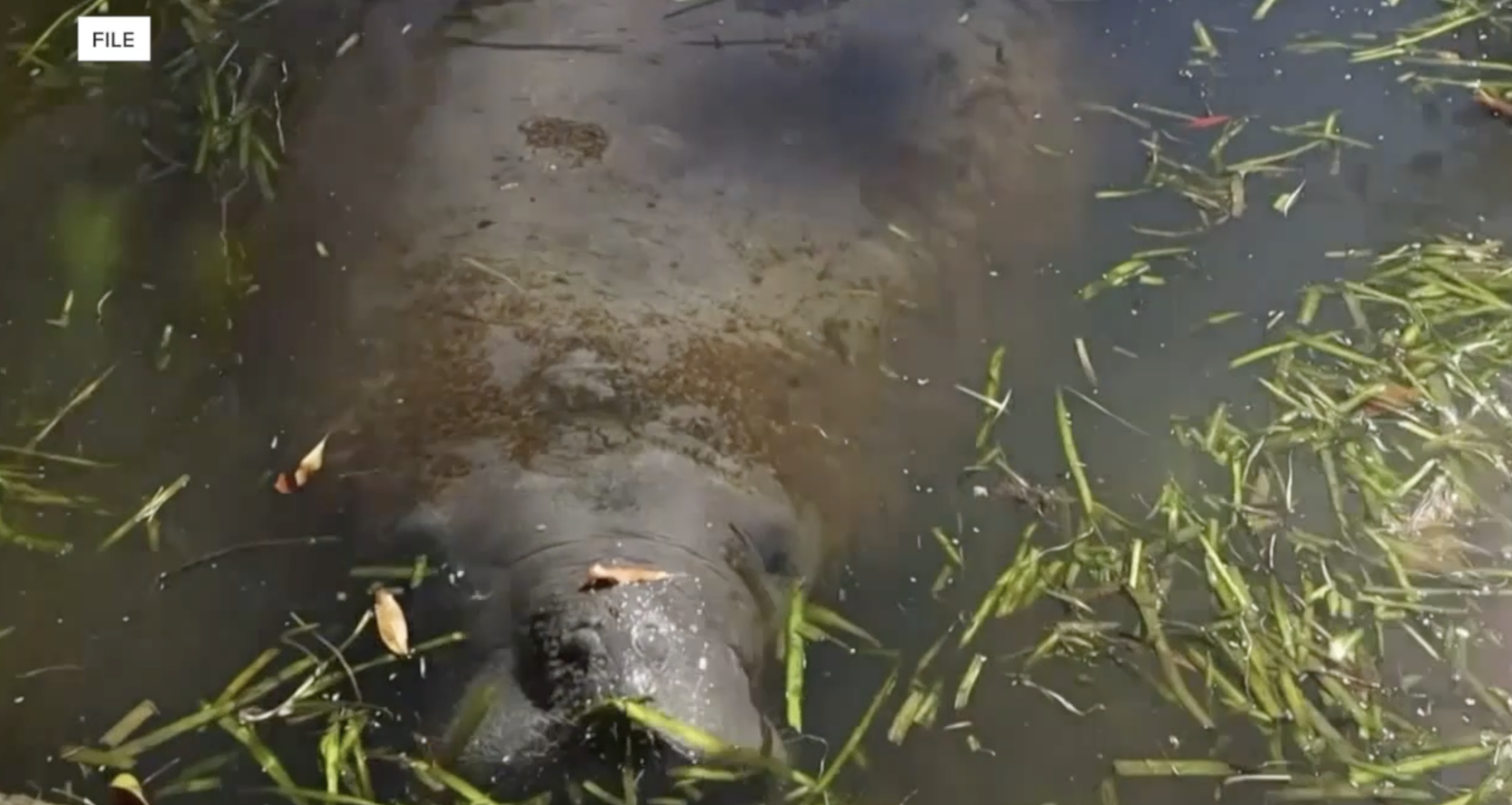 Manatee