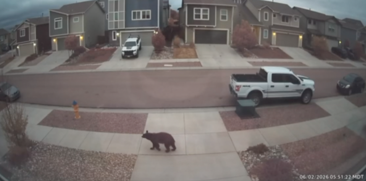 More bear sightings on Colorado Springs east side, CPW says dry winter is to blame