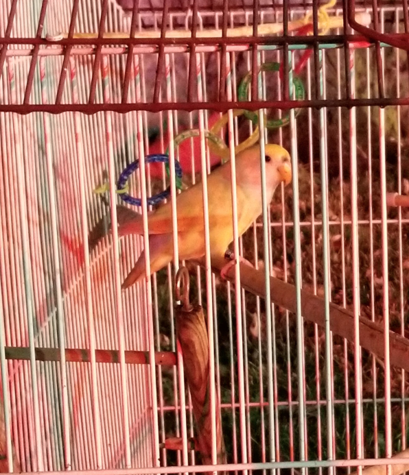 Bird rescued from Denver house fire