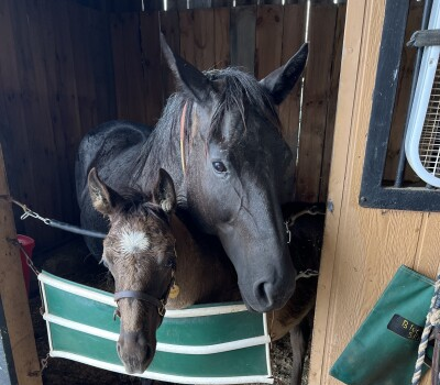 Asbury University Equine Center