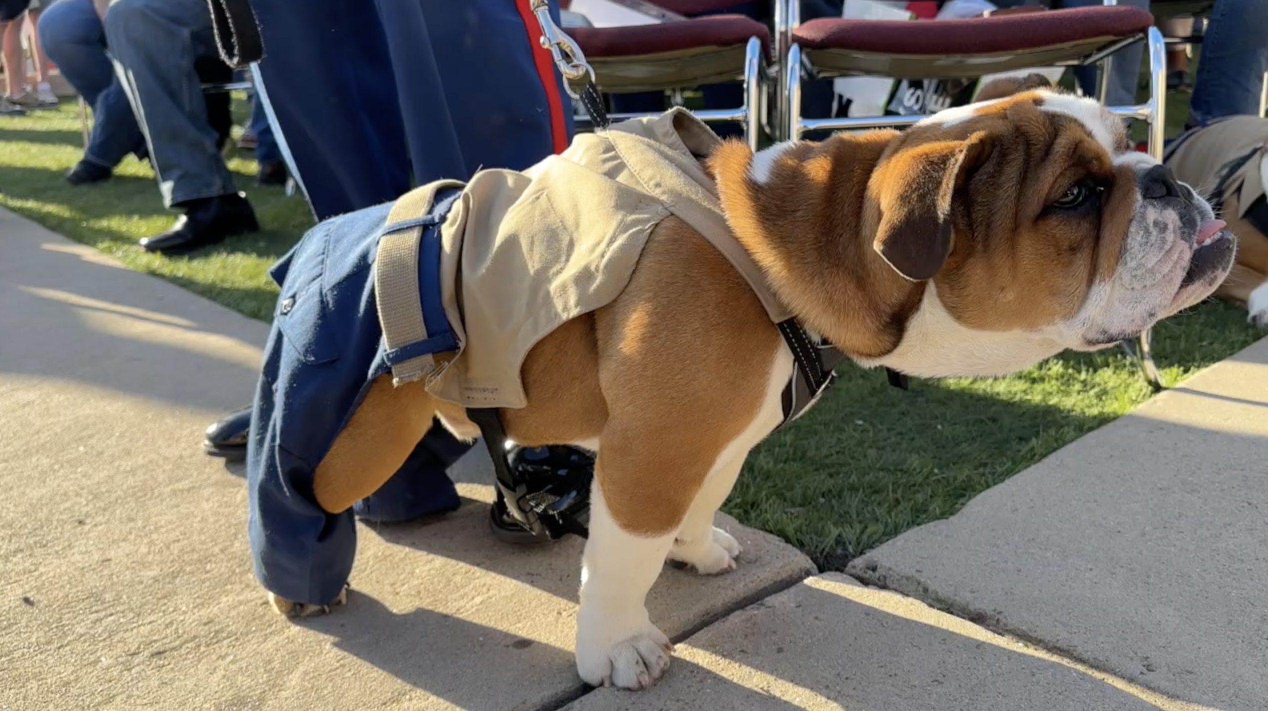 Bruno the dog -- Marine Corps Recruit Depot mascot