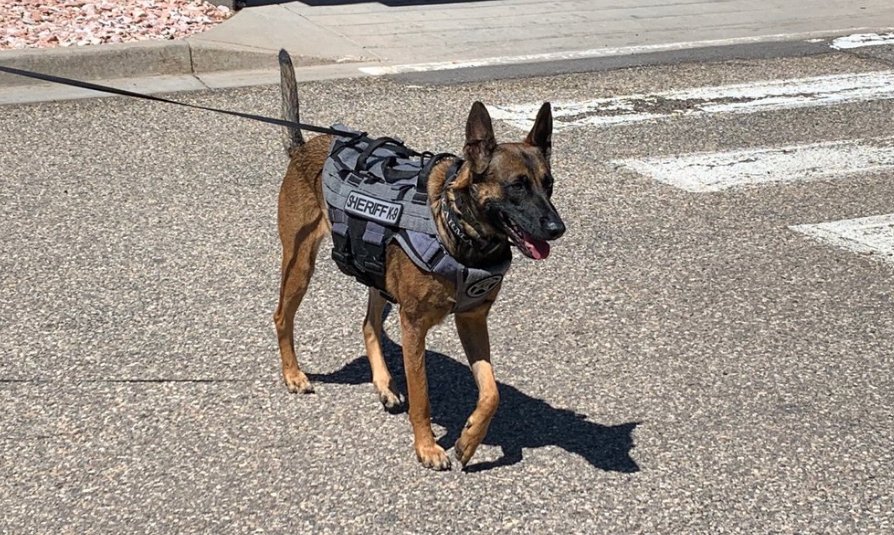 KDVR New K9   
