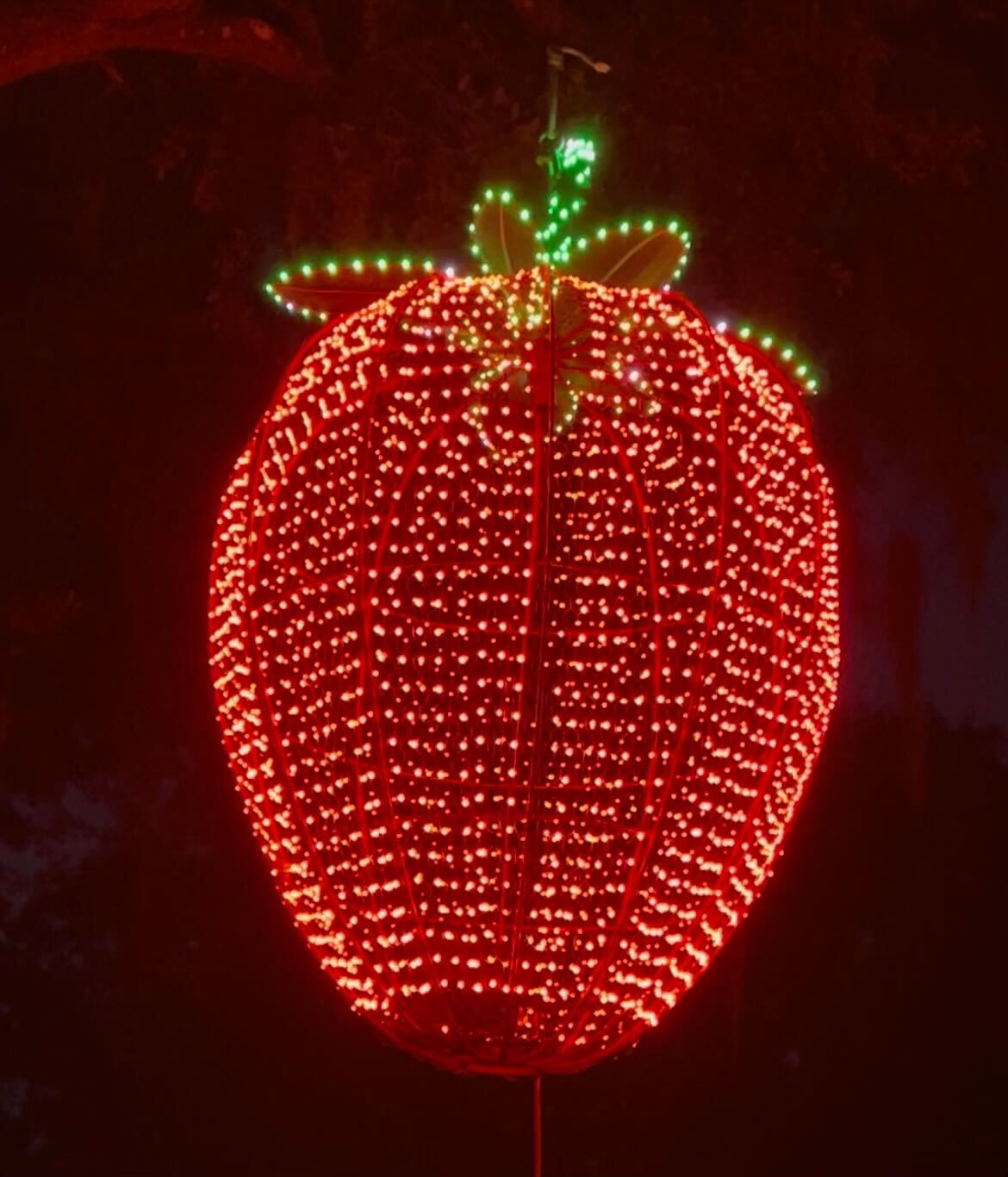 plant city strawberry