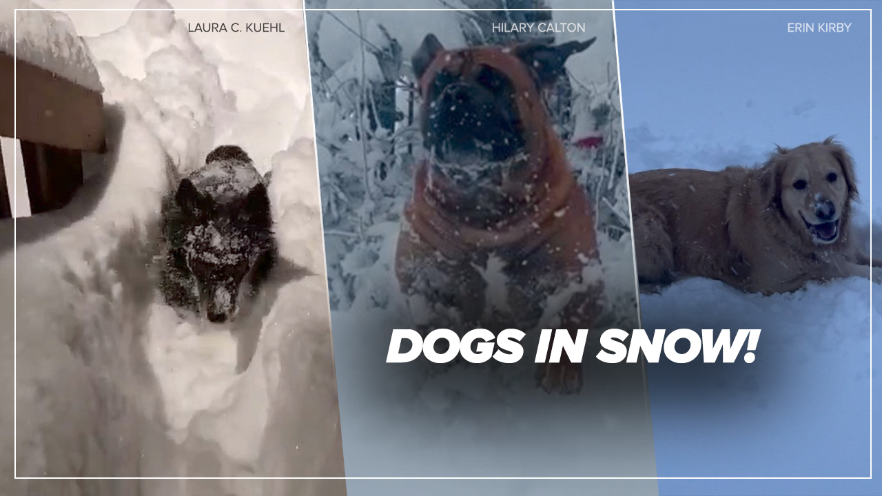 DOGS IN SNOW THUMBNAIL.jpg