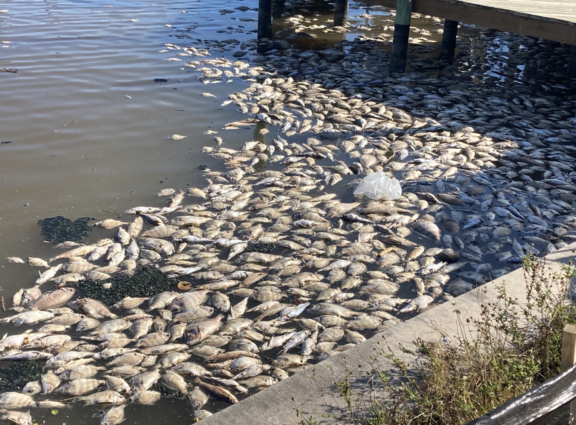 Fish Kill in Cape Coral