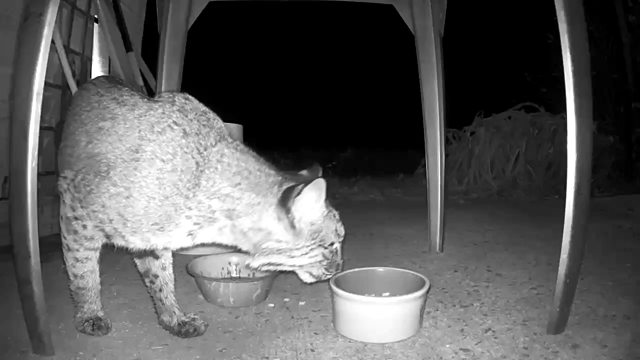 Bobcat sighting in Suffolk