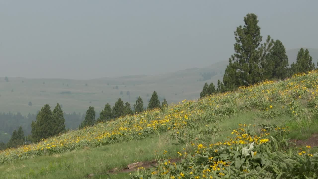 Rattlesnake Wildfire Smoke