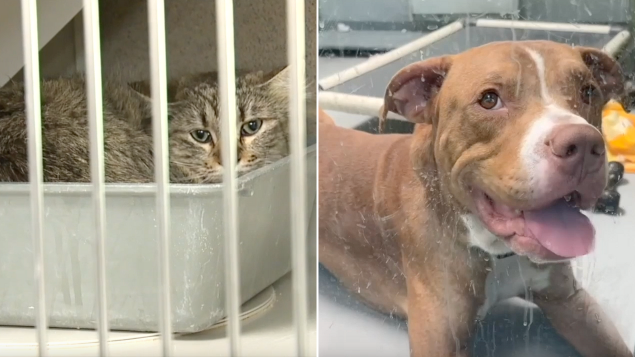 Dog and Cat Sales