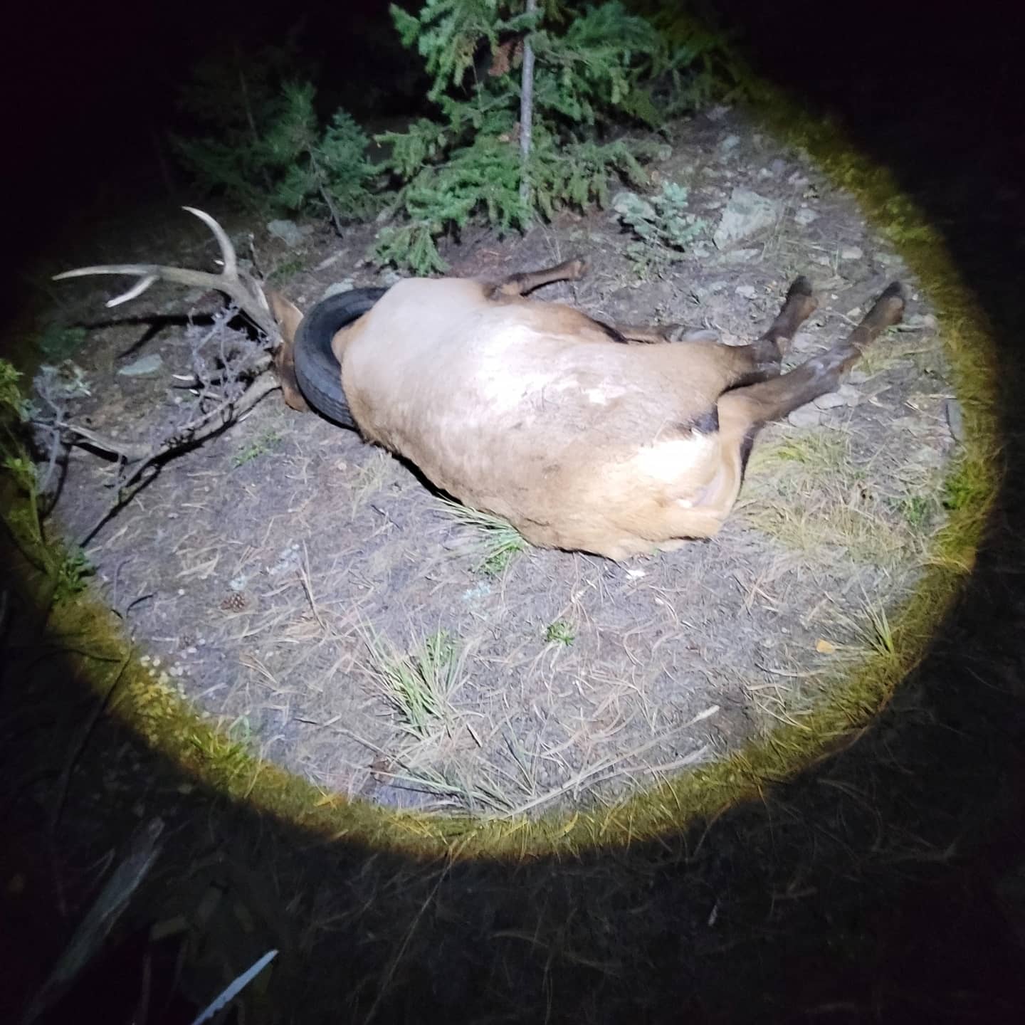 bull elk tire.jpg