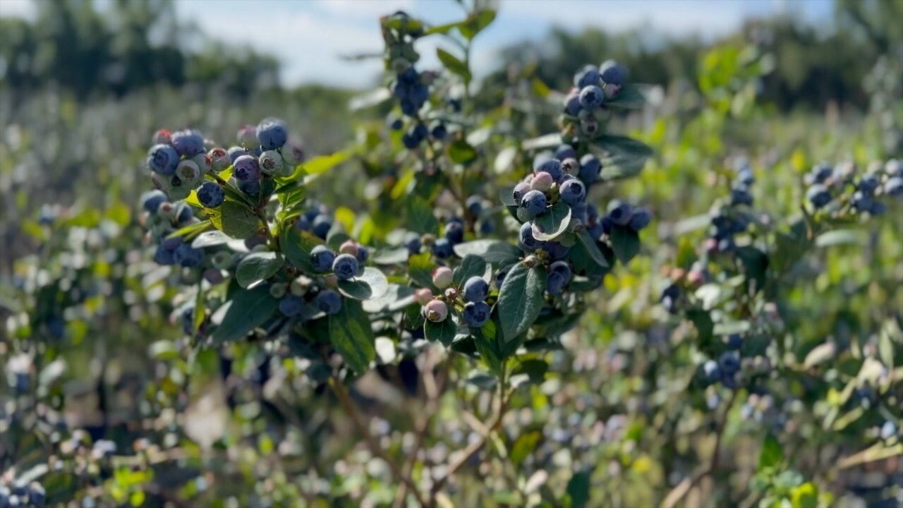 Things to do in Tampa Bay this weekend | April 17-19