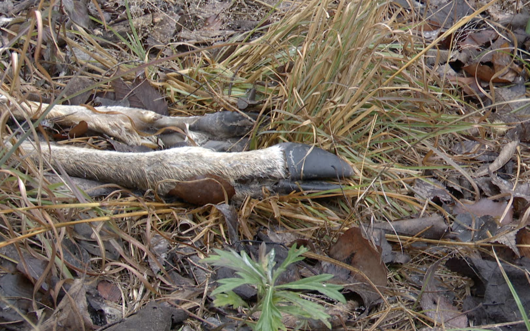 Deer carcasses found in Broken Arrow