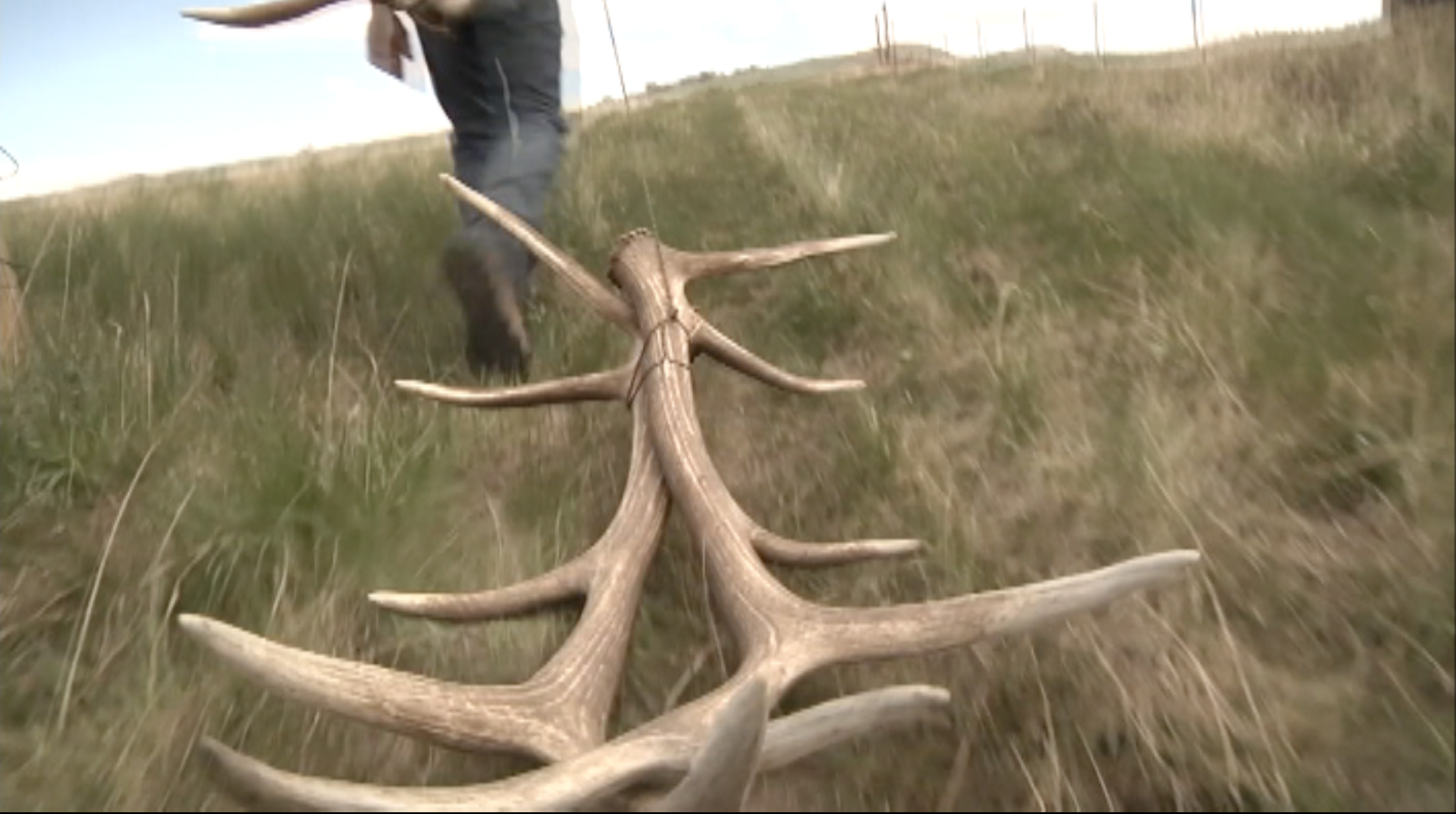 Antler Shed Hunting