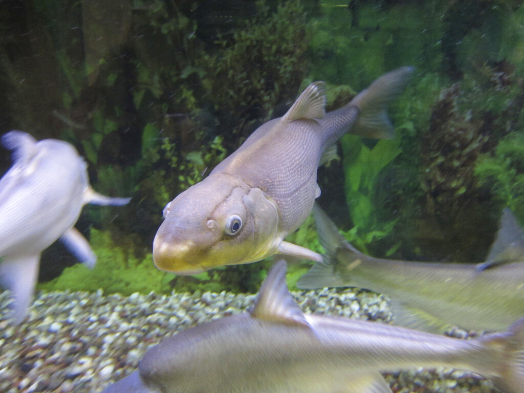 razorback sucker fish