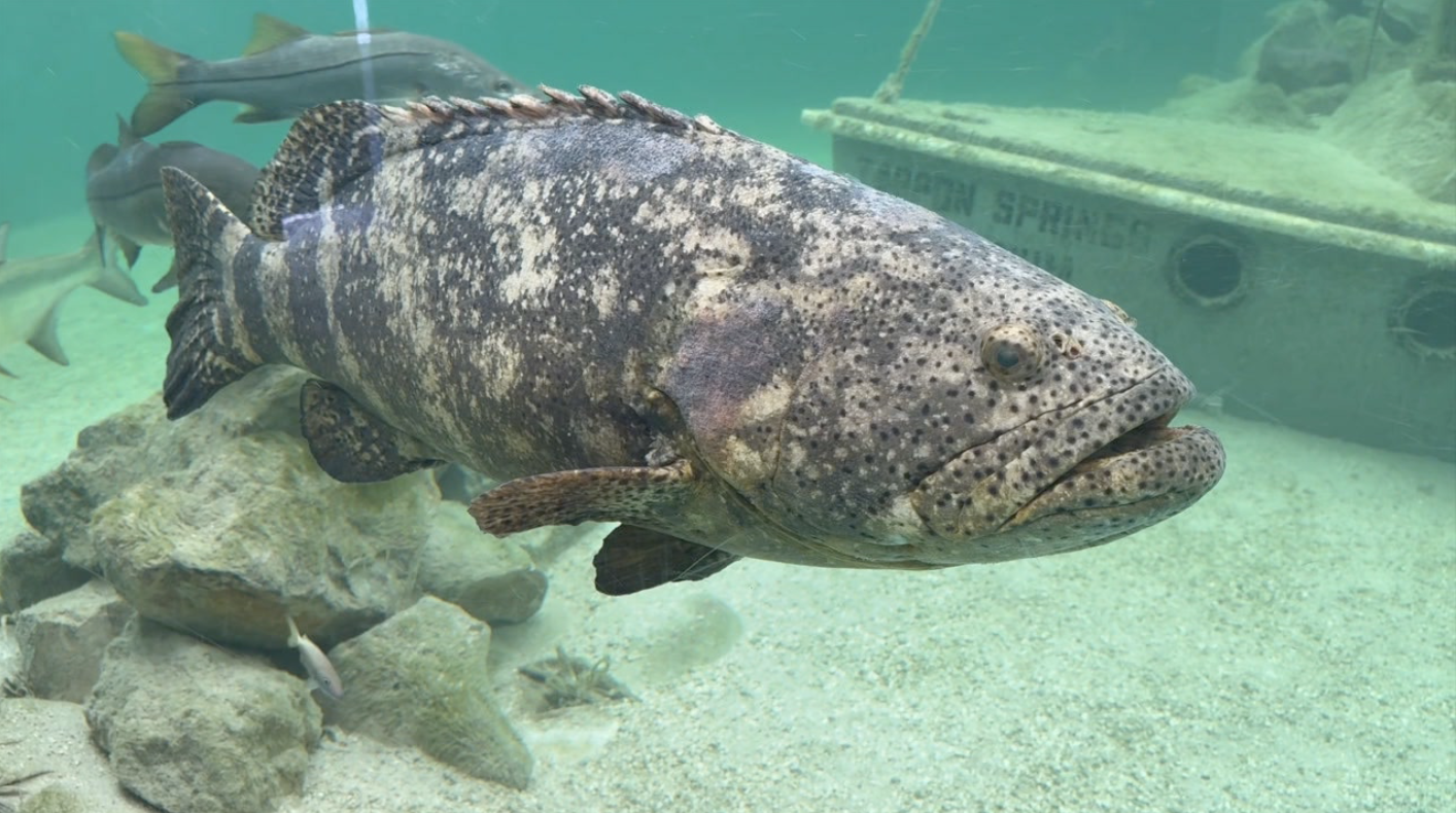 Screen Shot 2024-10-15 at 7.33.58 PM.png