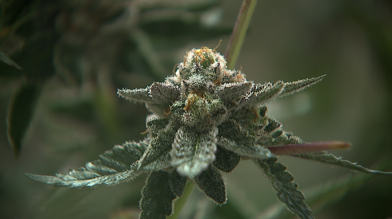 Denver dispensary and doctor discuss concerns surrounding move to reclassify marijuana