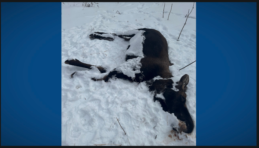 Screenshot 2026-02-05 at 9.14.09 AM.png