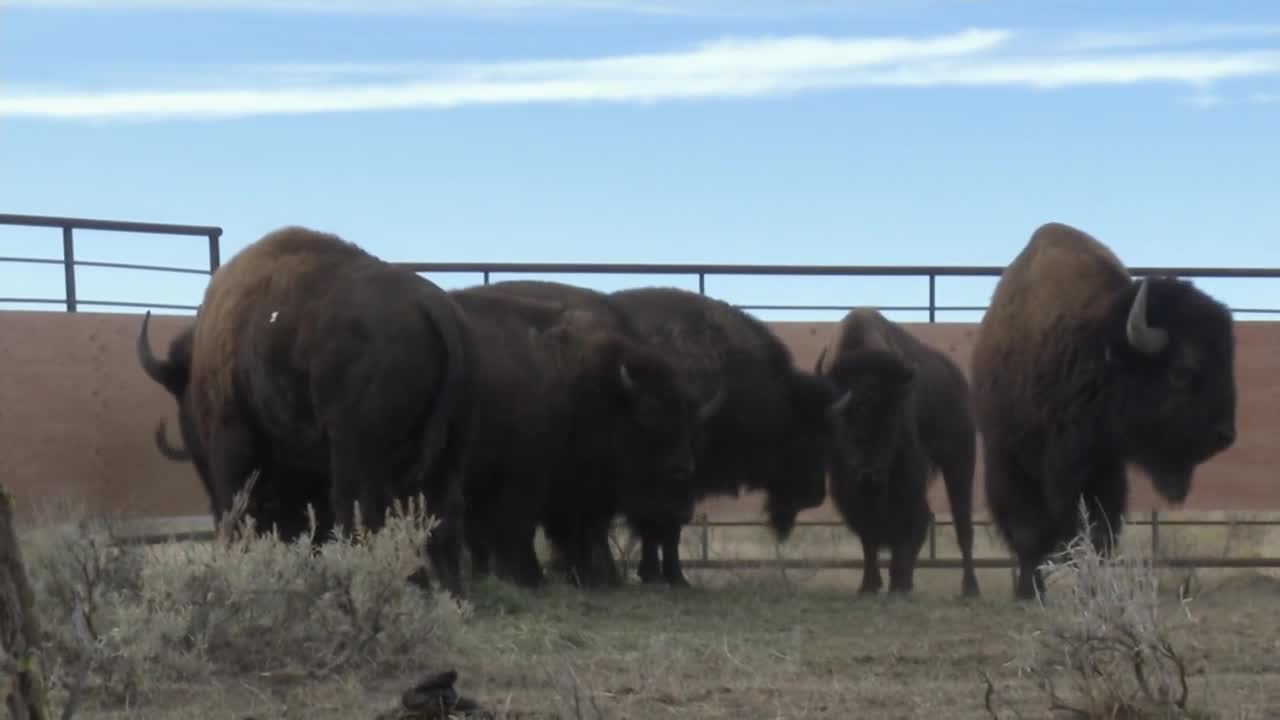 Bison return to Rocky Boy's Reservation