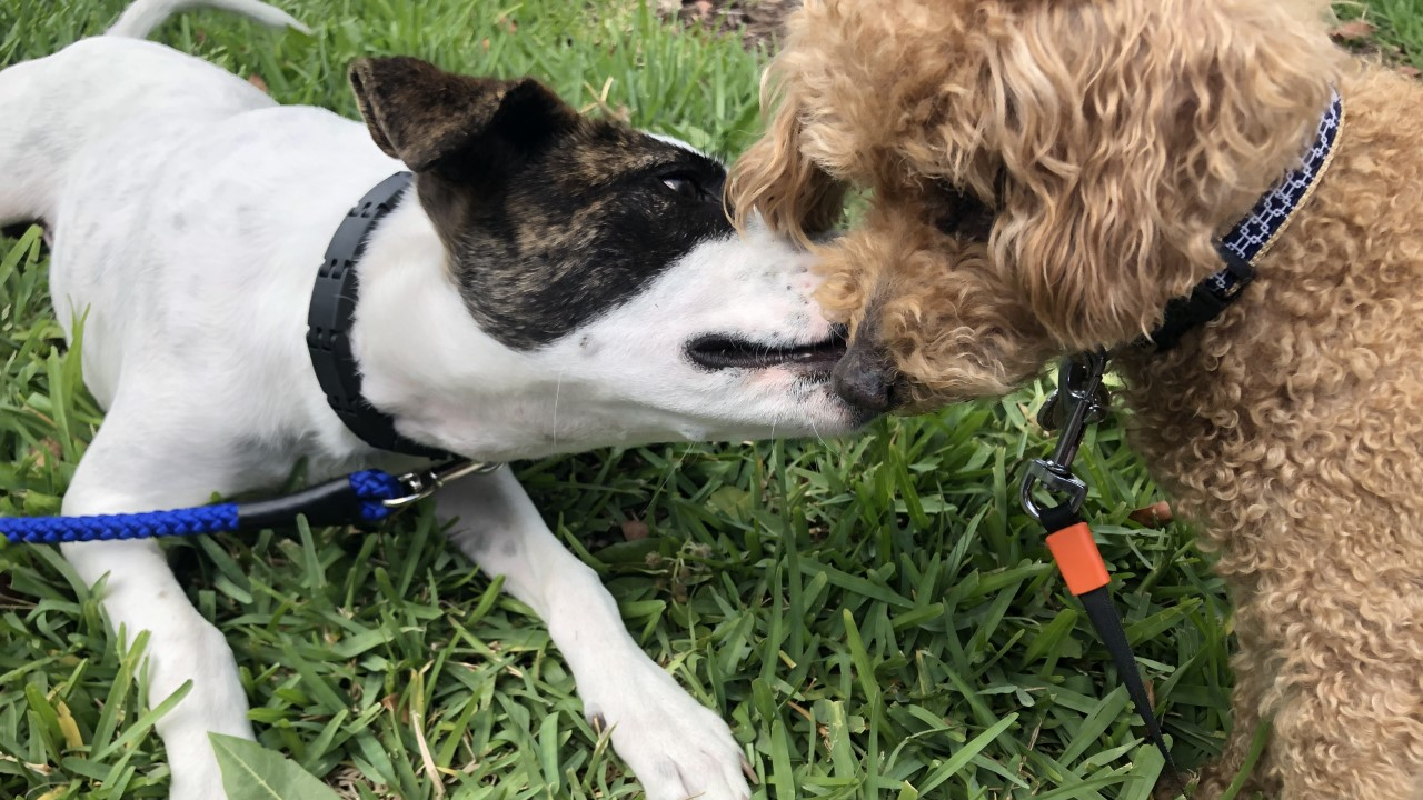 wptv-coronavirus-dog-obedience.jpg