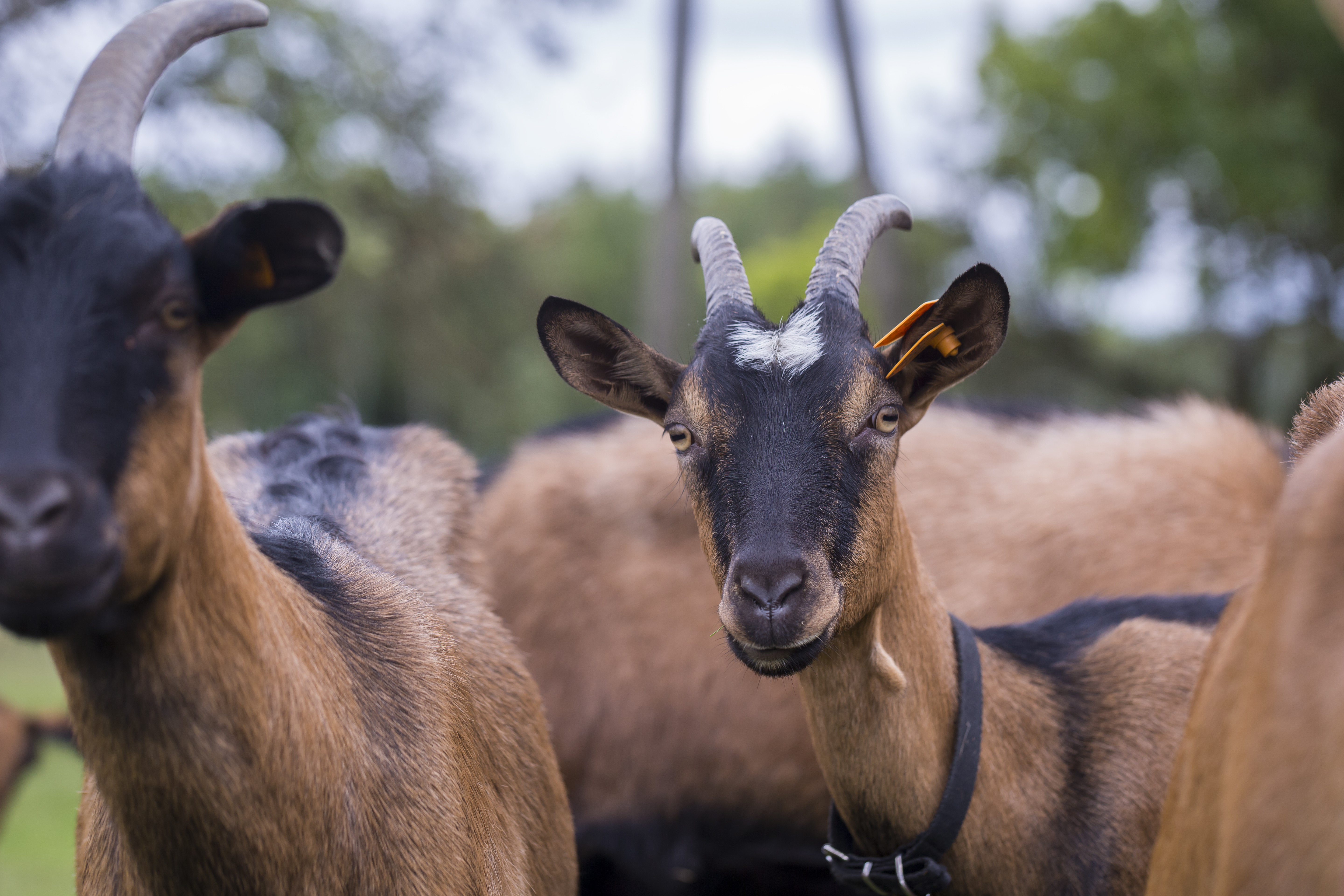 Herd of goats on pasture