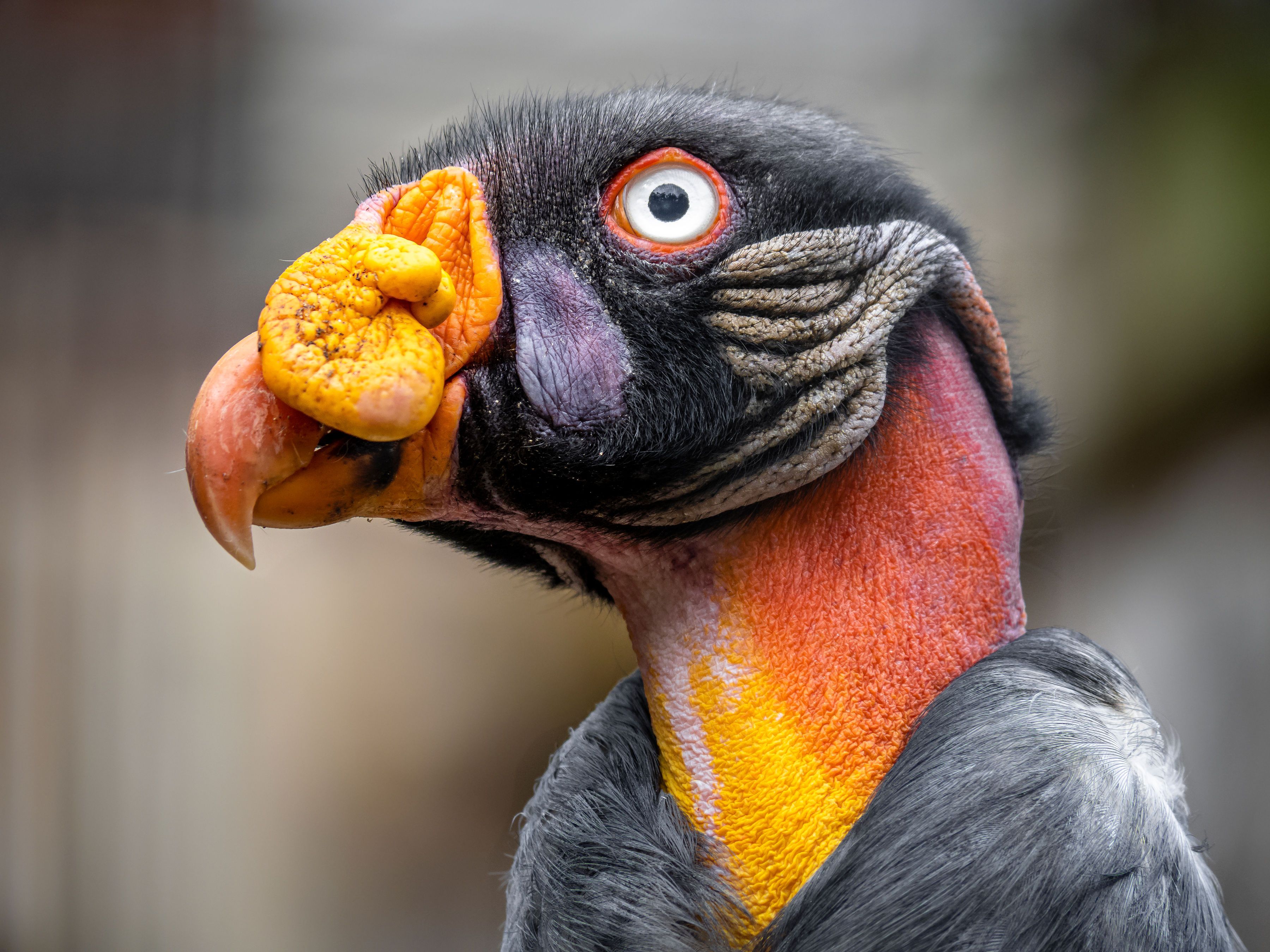 Vinnie the King Vulture
