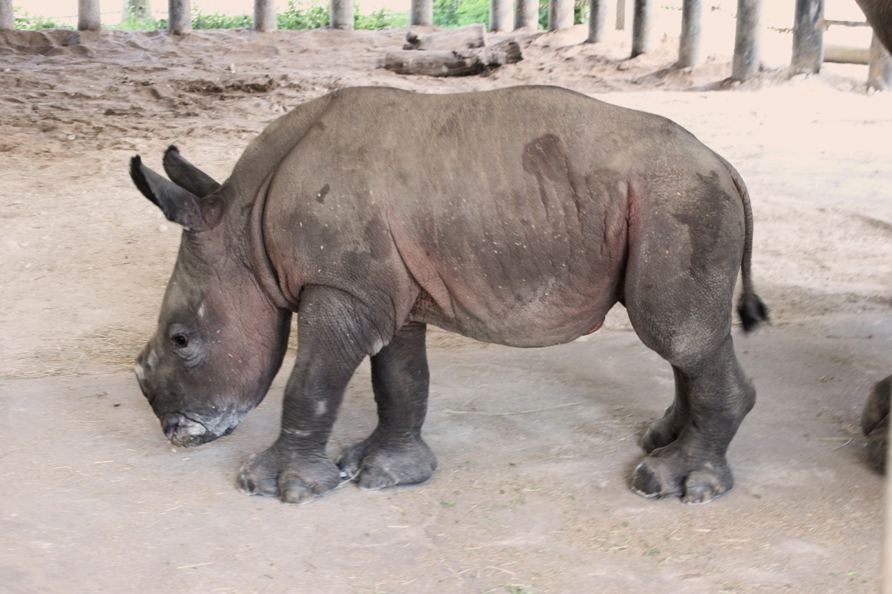 ZooTampa announced the birth of a southern white rhino, the eighth to be born in Tampa as part of a plan to help species.
