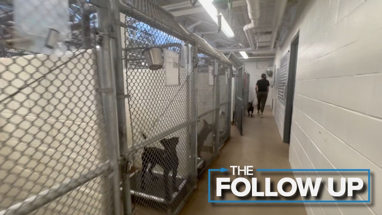 Aurora Animal Shelter Follow Up